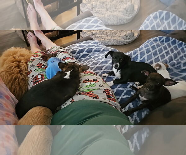 Medium Photo #10 Papshund Puppy For Sale in Arlington, WA, USA