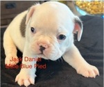 Puppy Jack Daniel French Bulldog