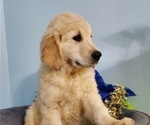 Small Photo #12 Golden Retriever Puppy For Sale in MERCED, CA, USA