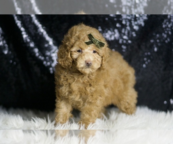 Medium Photo #5 Maltipoo Puppy For Sale in WARSAW, IN, USA