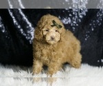Small #4 Maltipoo