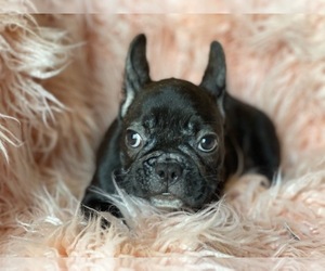 French Bulldog Puppy for sale in BOSTON, MA, USA