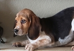 Small Photo #26 Beagle Puppy For Sale in EL CAJON, CA, USA