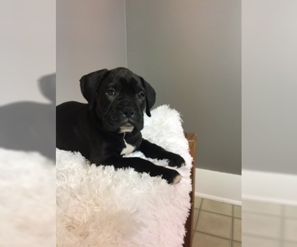 Medium Photo #7 Boxer Puppy For Sale in BECKS MILLS, OH, USA