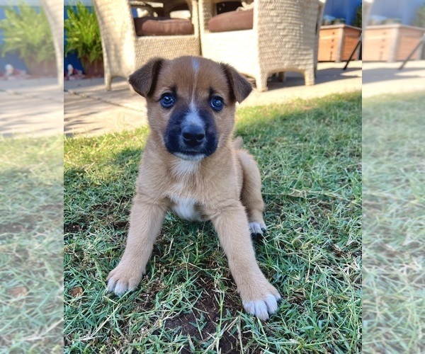 Medium Photo #11 Australian Cattle Dog Puppy For Sale in RAMONA, CA, USA
