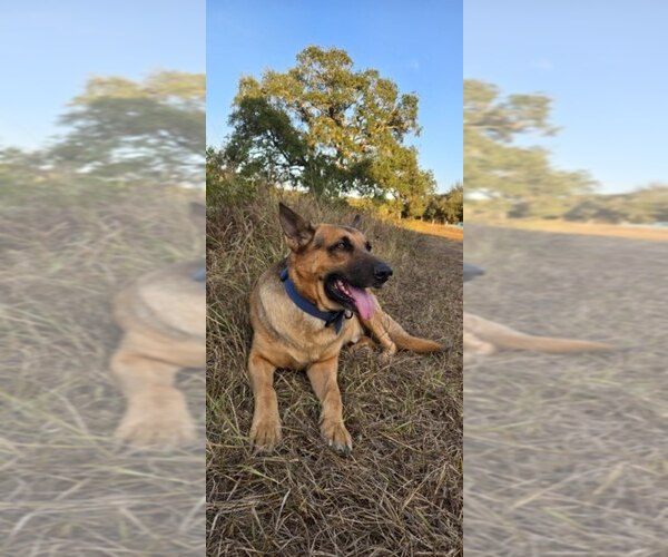 Medium Photo #1 German Shepherd Dog Puppy For Sale in INEZ, TX, USA