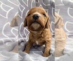 Puppy Puppy 1 Cavapoo (Miniature)