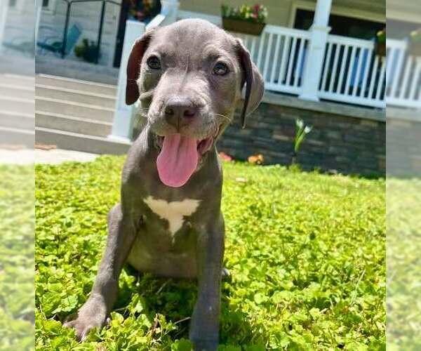 Medium Photo #1 American Staffordshire Terrier-Unknown Mix Puppy For Sale in New Oxford , PA, USA