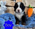 Small Photo #8 Bernese Mountain Dog Puppy For Sale in BRANSON, MO, USA
