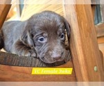 Small Photo #96 Labrador Retriever Puppy For Sale in EDGEWOOD, TX, USA