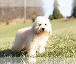 Small Photo #1 Maltipoo Puppy For Sale in WARSAW, IN, USA