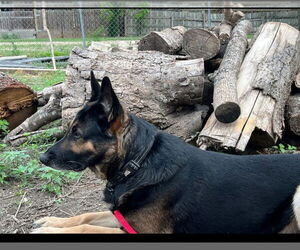 German Shepherd Dog Dogs for adoption in Winston Salem, NC, USA