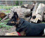 Small German Shepherd Dog