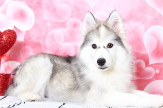 Huskimo Puppy for sale in BEL AIR, MD, USA