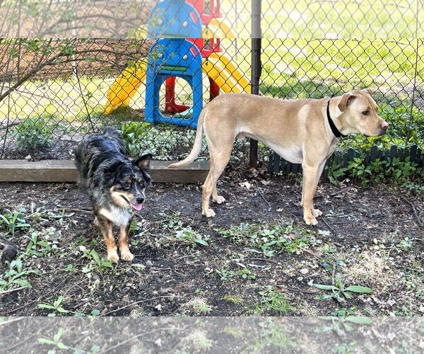Medium Photo #5 Australian Shepherd-Unknown Mix Puppy For Sale in Wheaton, IL, USA