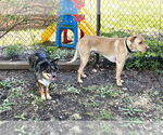 Small #4 Australian Shepherd Mix