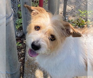 Mutt Dogs for adoption in Canton, CT, USA