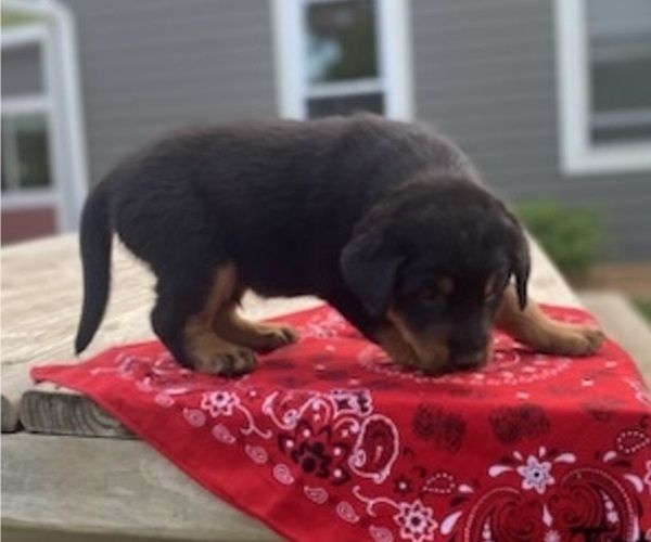 Medium Photo #1 Golden Cattle Dog Puppy For Sale in WEBSTER, SD, USA
