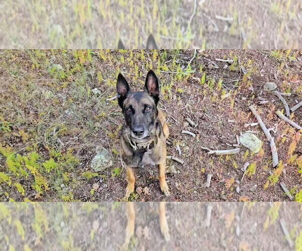 Medium Photo #1 Mutt Puppy For Sale in Imlay City, MI, USA
