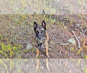 Mutt Dogs for adoption in Imlay City, MI, USA