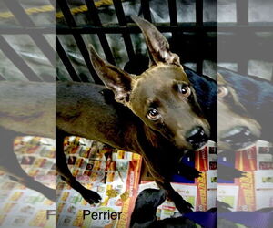 Chihuahua-Chocolate Labrador retriever Mix Dogs for adoption in Fallbrook, CA, USA