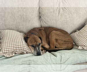 Brutus - Male German Shepherd Dog-Great Dane Mix Dog for Adoption - Photo #8