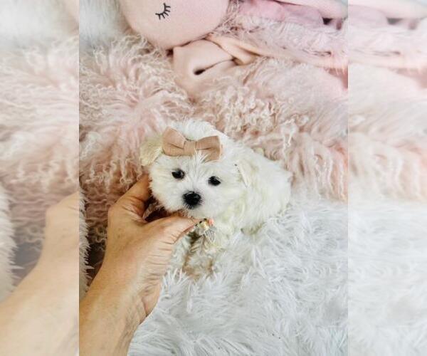 Medium Photo #3 Maltese Puppy For Sale in PEMBROKE PINES, FL, USA