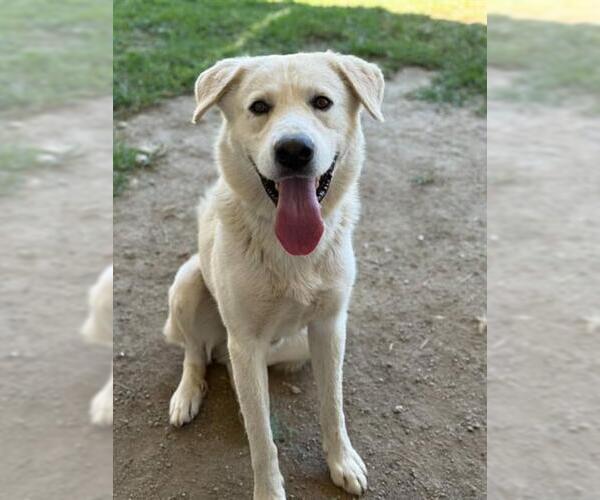 Medium Photo #2 Labrador Retriever-Unknown Mix Puppy For Sale in Riverside, CA, USA