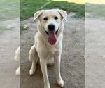 Small #1 Labrador Retriever Mix