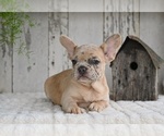 Small #3 French Bulldog