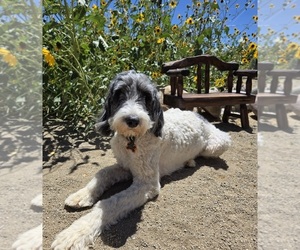 Mother of the Double Doodle puppies born on 05/16/2025