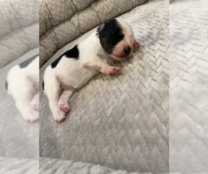 Schnauzer (Miniature) Puppy for sale in CITRUS HEIGHTS, CA, USA