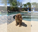 Small #1 Poodle (Standard)