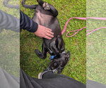 Small #2 Great Dane Mix