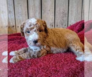 Goldendoodle (Miniature) Puppy for sale in WITHEE, WI, USA