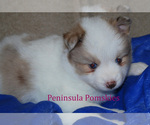 Small Photo #6 Pomsky Puppy For Sale in SEQUIM, WA, USA