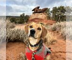 Small Photo #127 Beagle-Unknown Mix Puppy For Sale in Kanab, UT, USA