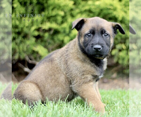 Medium Photo #1 Belgian Malinois Puppy For Sale in RONKS, PA, USA