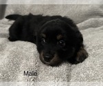 Puppy Cole Miniature Australian Shepherd