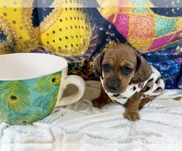 Medium Photo #7 Dachshund Puppy For Sale in CASSVILLE, MO, USA