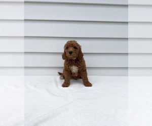 Goldendoodle (Miniature) Puppy for sale in ORLANDO, FL, USA