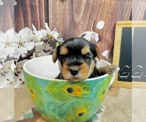 Morkie Puppy for sale in CASSVILLE, MO, USA
