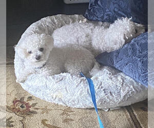 Father of the Bichon Frise puppies born on 05/15/2026