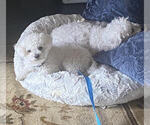 Small Photo #1 Bichon Frise Puppy For Sale in HAGERSTOWN, MD, USA