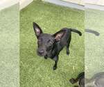 Small Chihuahua