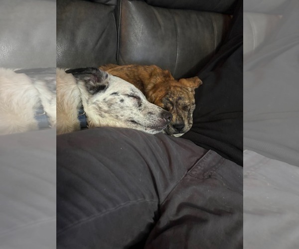 Medium Photo #9 Border Collie-Unknown Mix Puppy For Sale in Hinckley, IL, USA