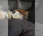 Small #8 Border Collie Mix