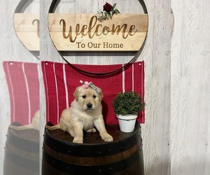 Golden Retriever Puppy for sale in LAGRANGE, IN, USA