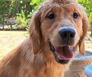 Golden Retriever Puppy for Sale in LOOMIS, California USA