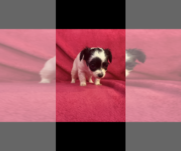 Medium Photo #3 Chihuahua Puppy For Sale in SHERMAN, TX, USA